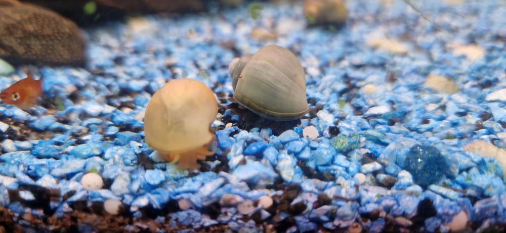 Appelslakken, Slak of Weekdier