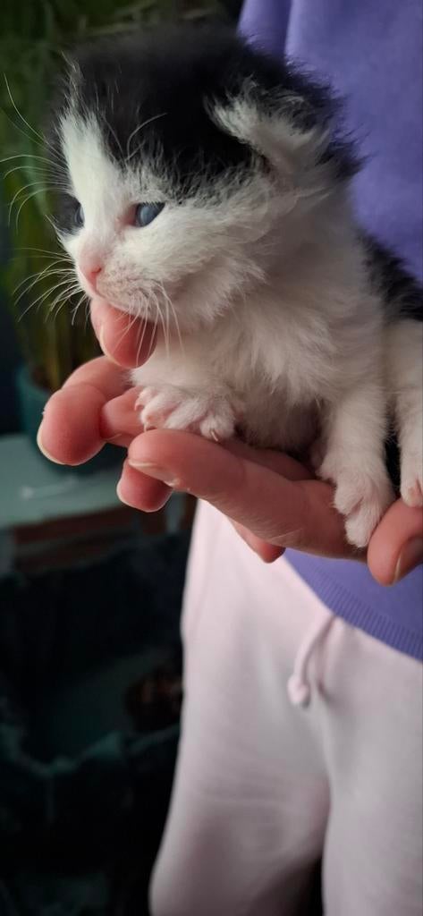 4 prachtige kittens, Meerdere dieren, Ontwormd