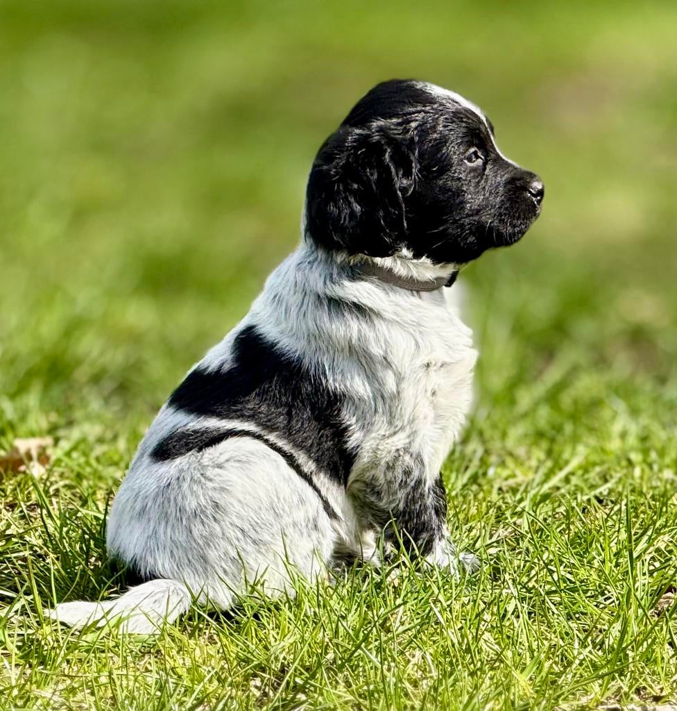 Prachtige Friese Stabij pups!, Parvo, Overige rassen, 8 tot 15 weken, Meerdere