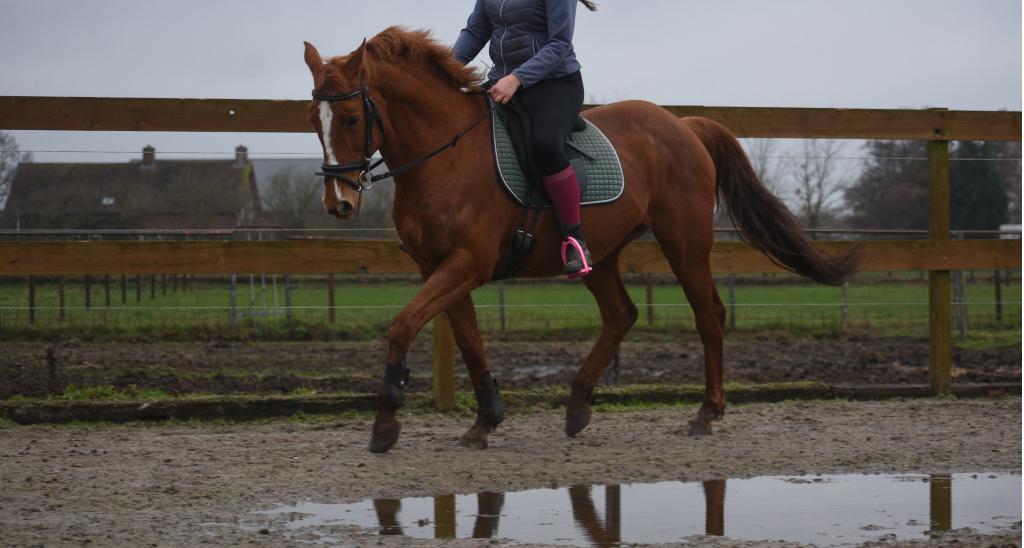 Prachtige, beginnersproove , ervaren rijpaardmerrie, Merrie, Met stamboom, L, 160 tot 165 cm