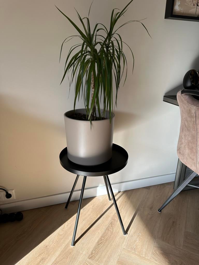 Dracaena plant met plantenbak en zwart tafeltje, Ophalen, Overige soorten, Halfschaduw, In pot