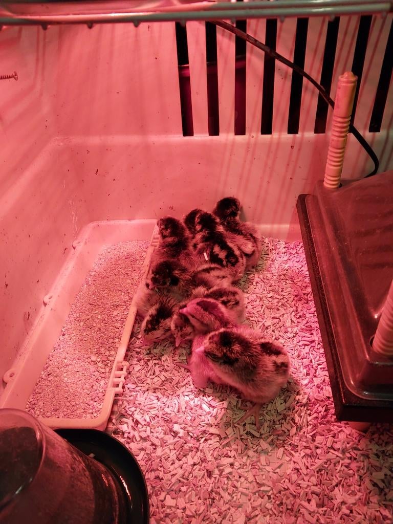 Zilver dubbelgezoomde Barnevelder kuikens, Geslacht onbekend, Kip