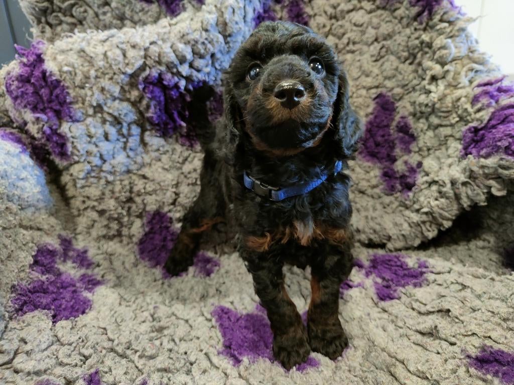 Kleine medium Black and Tan labradoodle F4b pups, Dieren en Toebehoren, Overige rassen, 8 tot 15 weken, Meerdere dieren, Eén hond