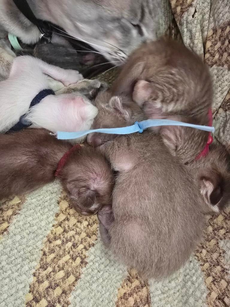 Oosterse Korthaar kittens, Dieren en Toebehoren, Katten en Kittens | Raskatten | Korthaar, Meerdere dieren, Ontwormd