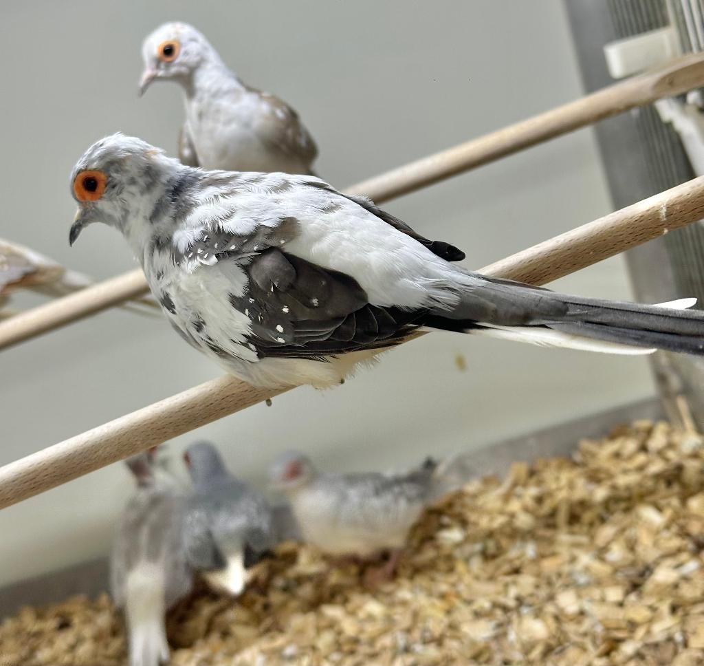 Bonte diamantduifjes, Dieren en Toebehoren, Vogels | Overige Vogels, Meerdere dieren