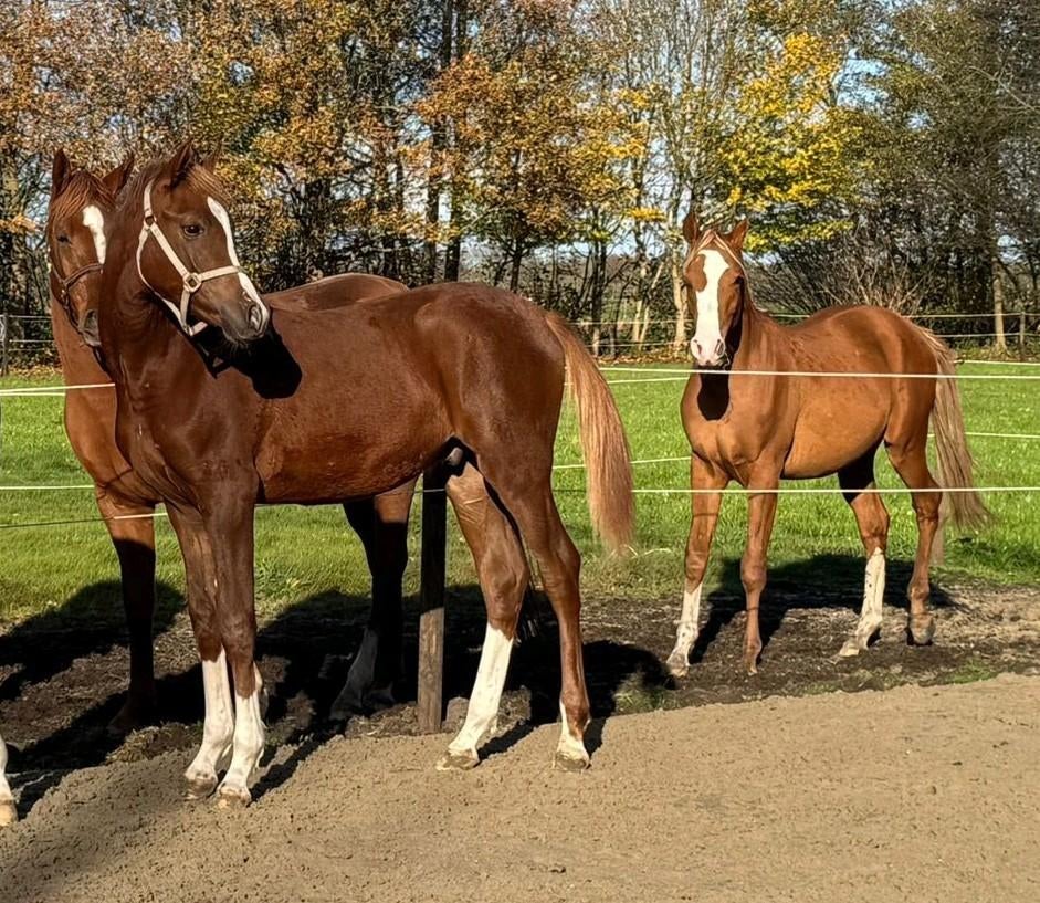 Drie jarige ruin, 2 jarige ruin en jaarling hengst, Minder dan 160 cm, Met stamboom, Ruin, Dressuurpaard