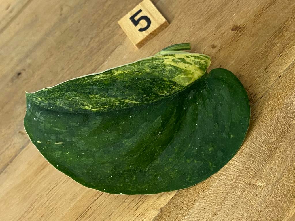 Scindapsus Jade Satin Variegata Stek #5, Ophalen of Verzenden, Halfschaduw, Minder dan 100 cm