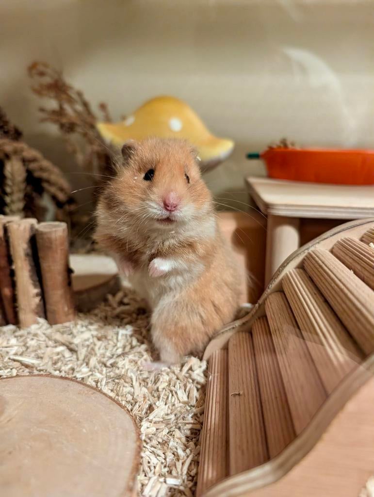 Vrouwelijke Syrische/Goud hamster ter adoptie- Rodent Rescue, Dieren en Toebehoren, Ophalen, Overige typen