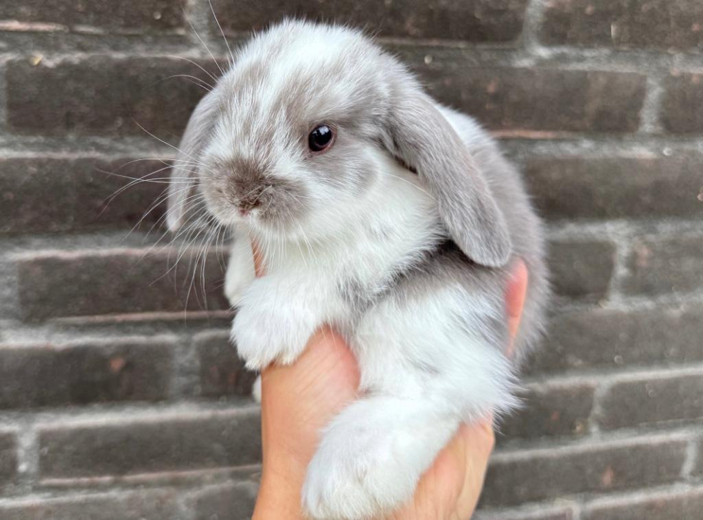 Lieve hangoor dwergkonijnen, gekoppeld en gecastreerd!