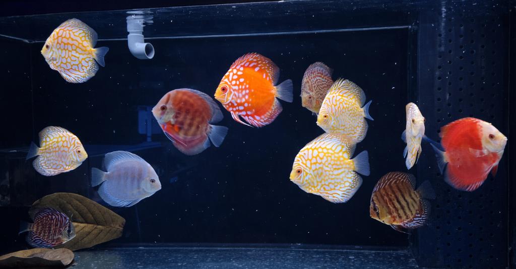 Prachtige Discus vissen, Vis, Zoetwatervis