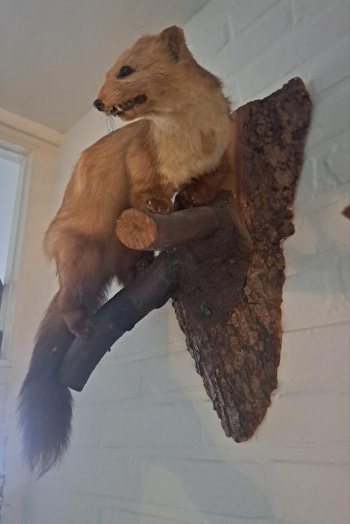 Taxidermie,Taxidermy Flinke Opgezette "steenmarter", Verzamelen, Dierenverzamelingen, Ophalen of Verzenden, Zo goed als nieuw