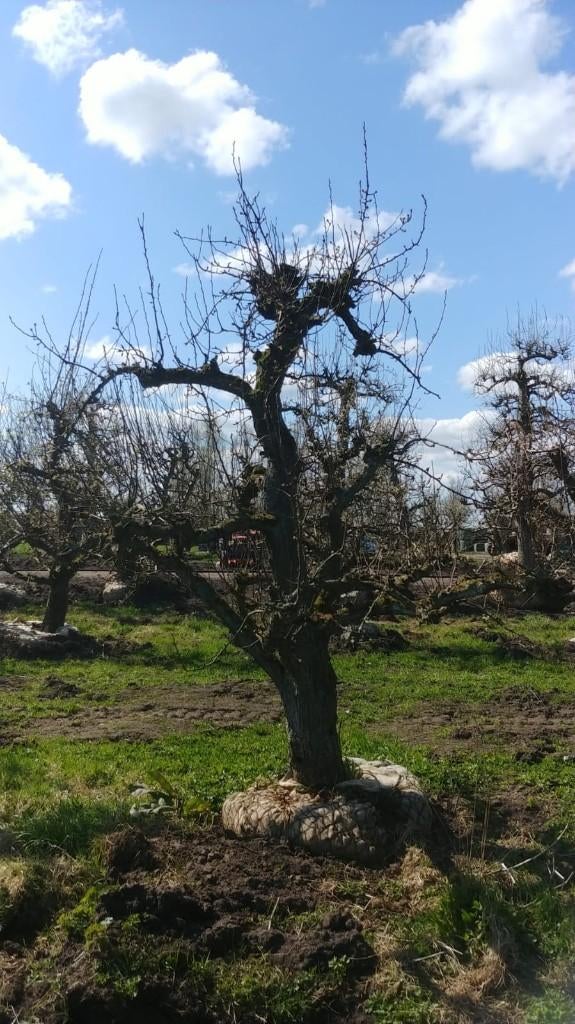 Knoestige Conference peer laagstammen 60 jaar, Ophalen, 250 tot 400 cm, Perenboom, Lente