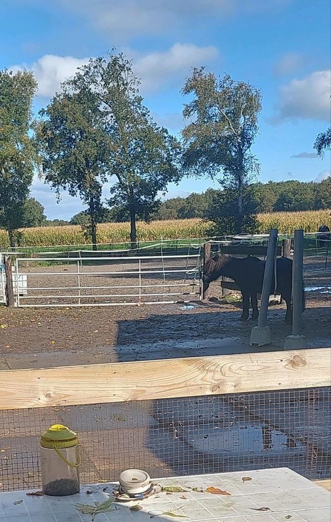 Pensionstal/paddock! 1 stal vrij van 2.65x3m., Dieren en Toebehoren, Stalling en Weidegang, Stalling, 2 of 3 paarden of pony's
