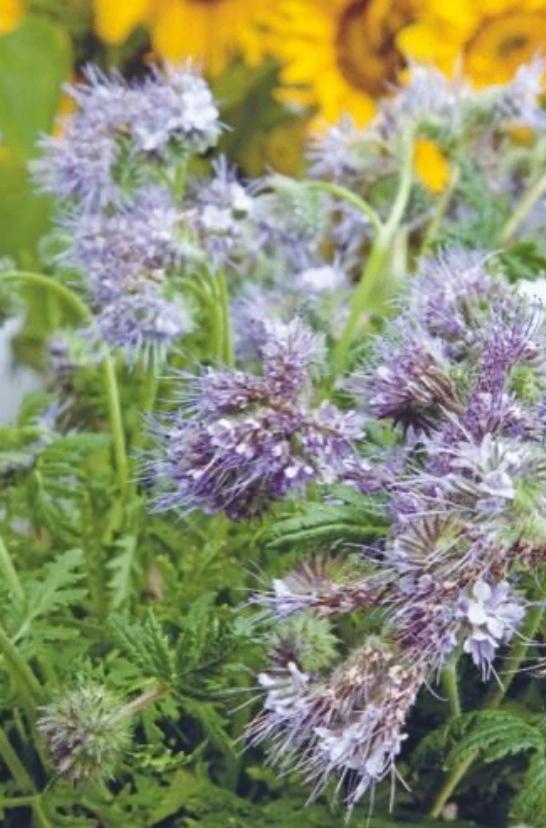 Groenbemester - Bijenvoer - 1kg voor een tuin vol bloemen, Ophalen of Verzenden, Overige soorten, Volle zon