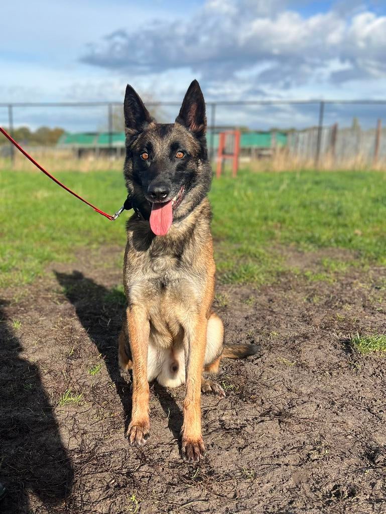 Prachtige, lieve Mechelse herder reu te koop, Dieren en Toebehoren, Honden | Herdershonden en Veedrijvers, Reu, Herder, Particulier