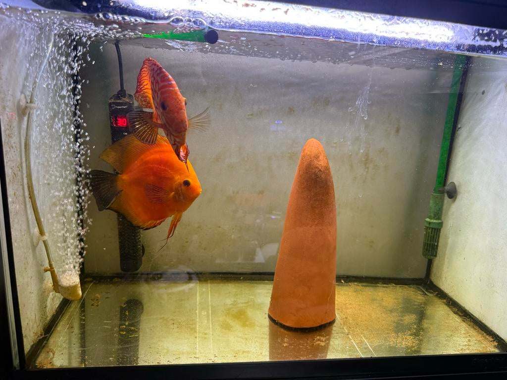 Bewezen Discus koppel, Vis