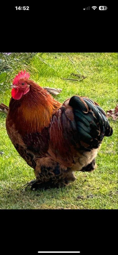 Haan Cochin kriel, Dieren en Toebehoren, Pluimvee, Mannelijk, Kip