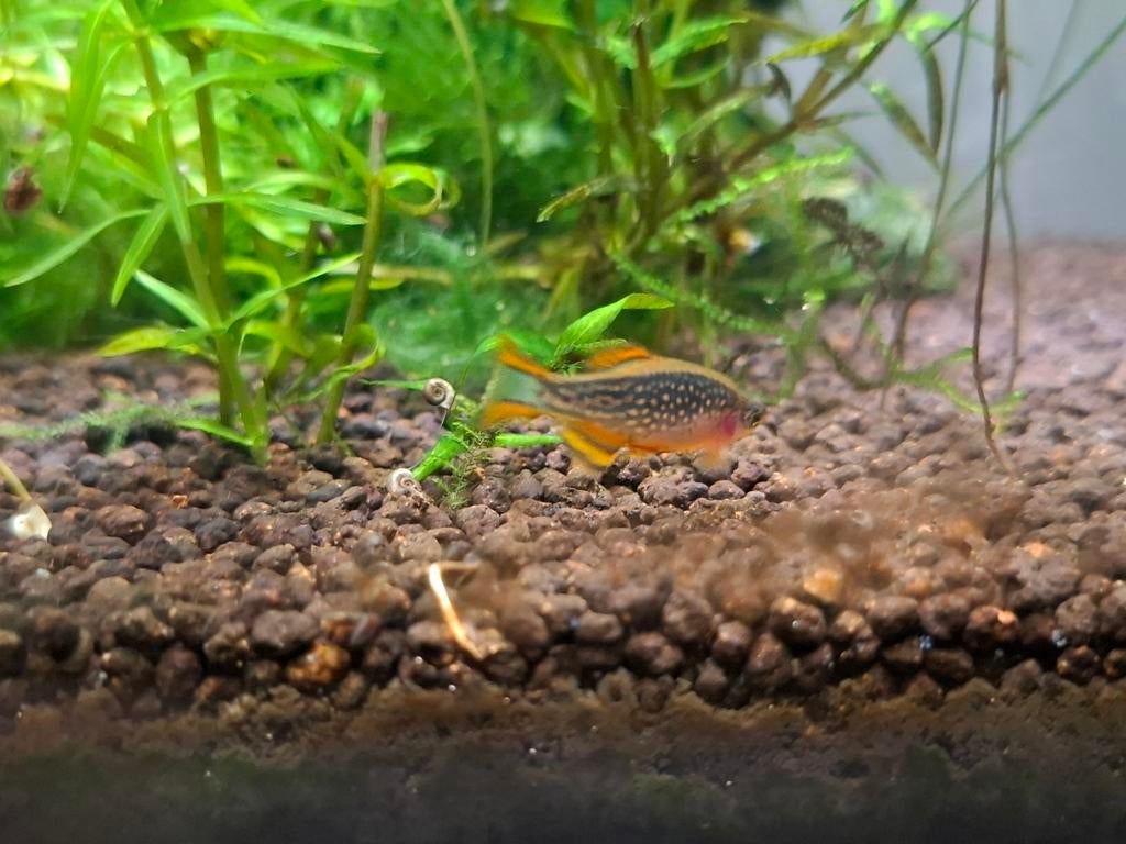 Hemelse parel danio ( rasbora galaxy ) jonge, Vis