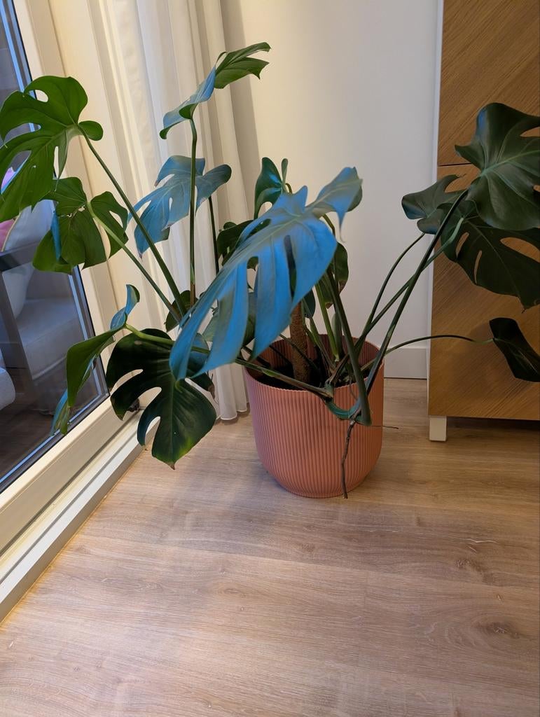 Grote Monstera plant in pot met wieltjes van Intratuin, Ophalen, 100 tot 150 cm, Overige soorten, Halfschaduw