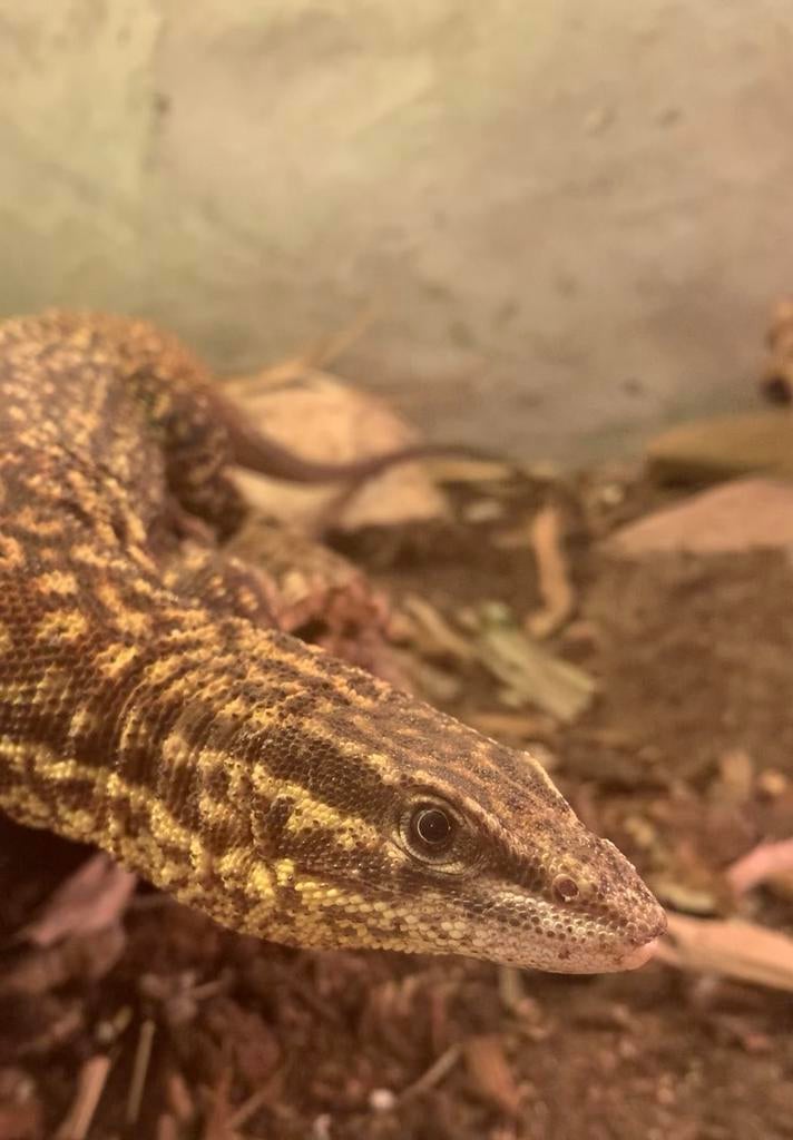 Varanus acanthurus 1.0, Hagedis, Tam