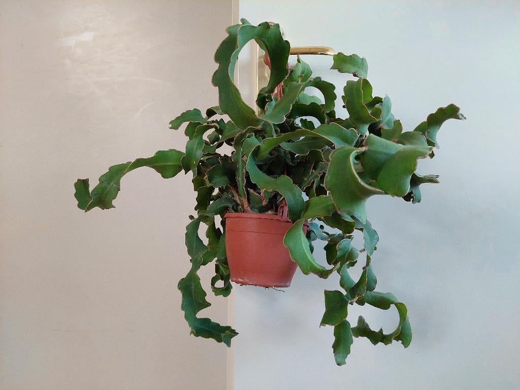 Epiphyllum Guatemalense -Krulbladcactus/Zaagcactus/Hangplant, Ophalen, Vetplant, Halfschaduw, Minder dan 100 cm