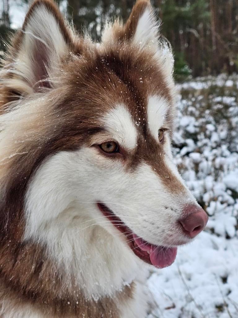 Lieve Husky Teef 3 jaar, Rabiës (hondsdolheid), Teef, Poolhond, Eén hond