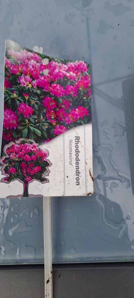Leegverkoop vaste planten - Rhododendrons, Ophalen