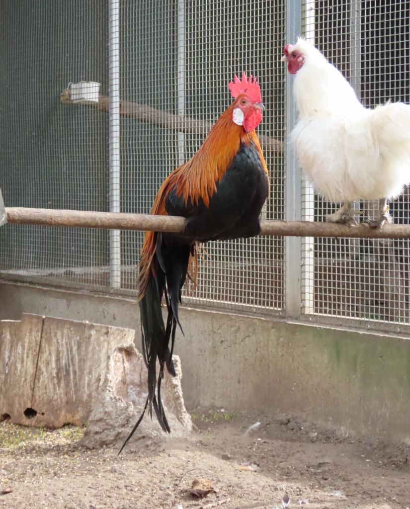 Comet, goudpatrijs phoenix kriel haan TEAB, Dieren en Toebehoren, Mannelijk, Kip