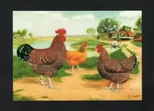 Pluimvee Kippen Sussex Roodporselein Boerderij, Van Gink, Ophalen of Verzenden, 1980 tot heden, Ongelopen, Vogel