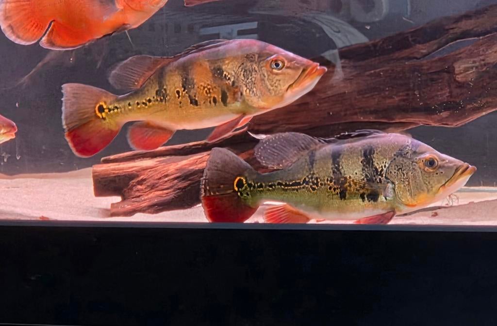 2 Cichla Monoculus, Dieren en Toebehoren, Vis