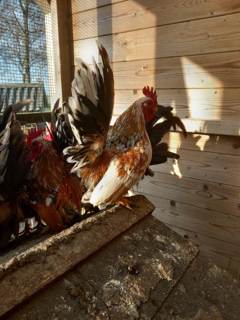Krielhaantjes/ Serama, Dieren en Toebehoren, Meerdere dieren, Kip