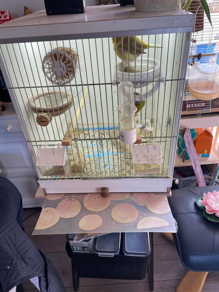 Te koop, Meerdere dieren, Geringd