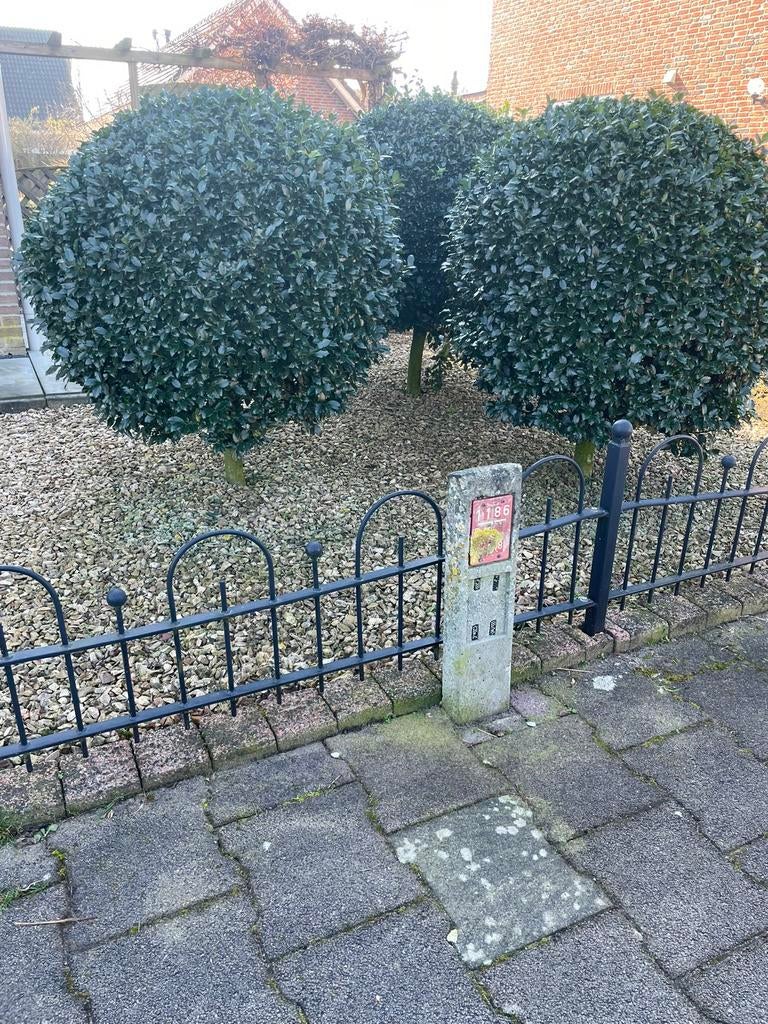 ***Hulst op stam***, Ophalen of Verzenden, Halfschaduw, Bolboom, 100 tot 250 cm