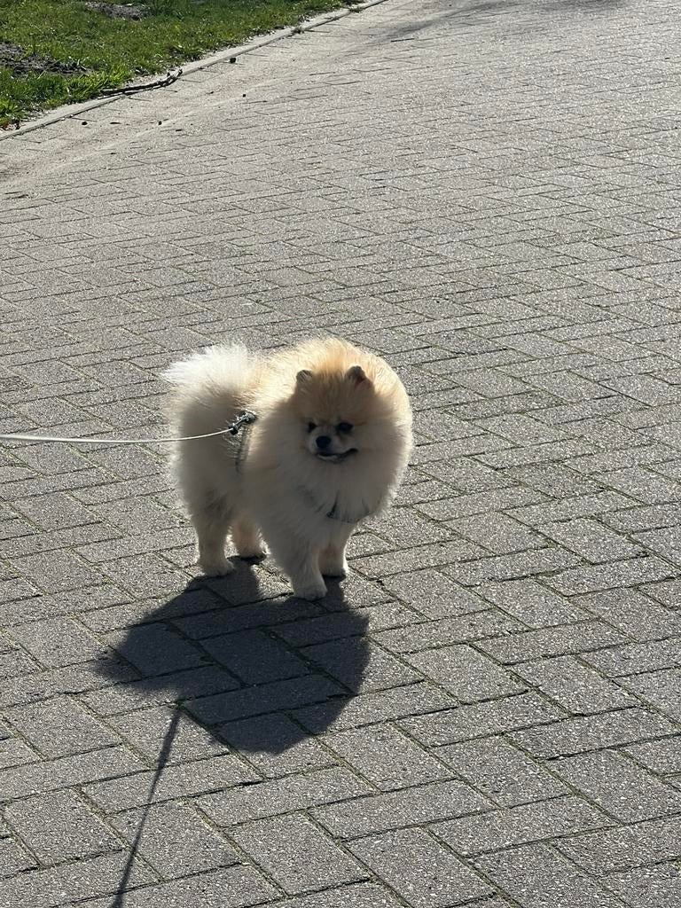 Pomeranian dekreu ❗️niet te koop❗️❗️, Particulier, 1 tot 2 jaar, Buitenland, Parvo