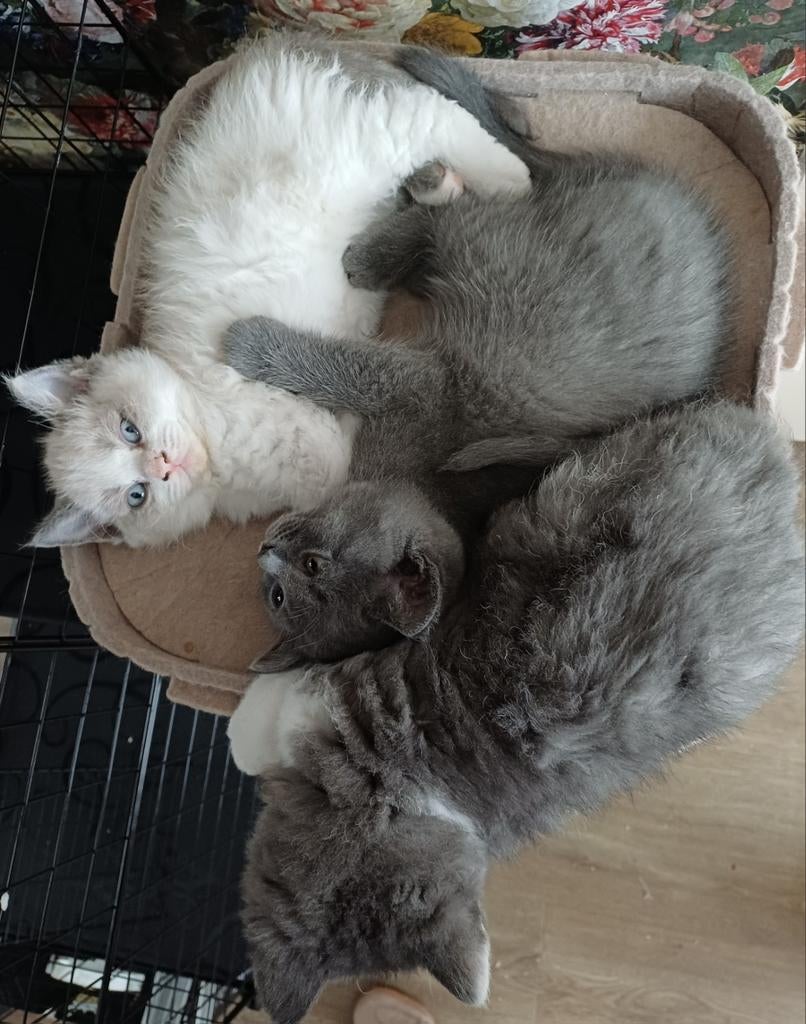 3 kittens 9 weken mannetjes..de grijze met wit is verkocht!!, Meerdere dieren