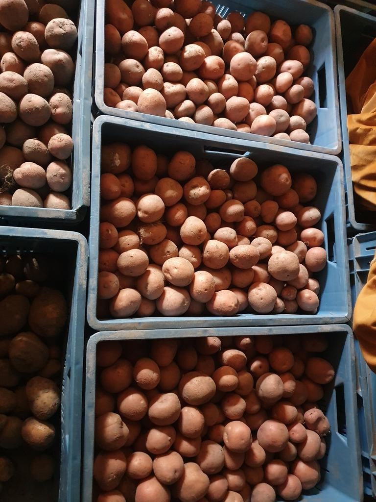 Bildtstar aardappelen, Diversen, Levensmiddelen, Ophalen