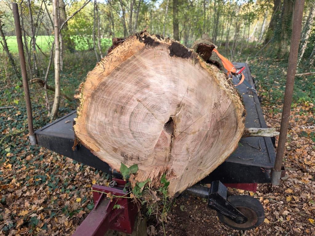 Mooie Eiken Boomstam, Tuin en Terras, Haardhout, Minder dan 3 m³, Ophalen of Verzenden, Eikenhout, Stammen
