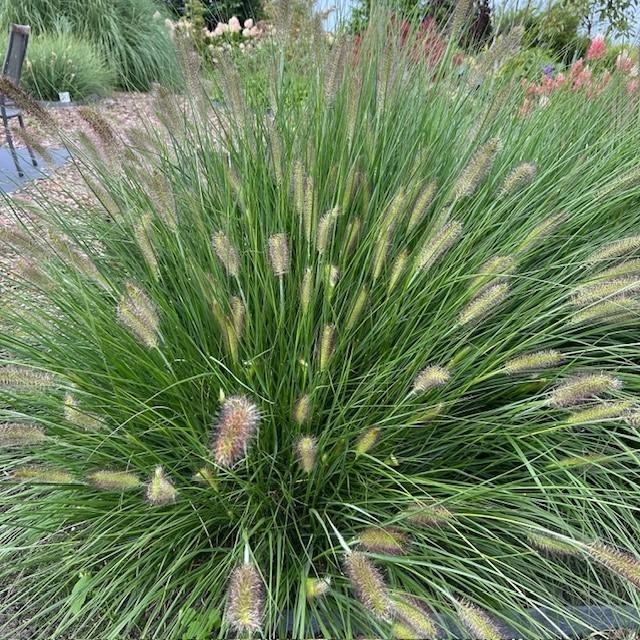 Lampenpoetsersgras Pennisetum Hameln, Ophalen of Verzenden, Vaste plant