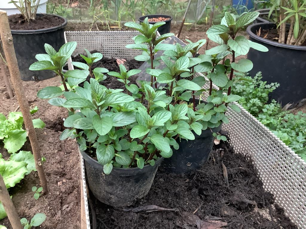 Pepermunt kruid voor de thee, Ophalen, Vaste plant, Halfschaduw, Kruiden