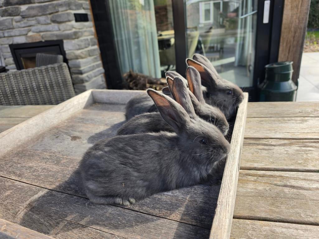 Vlaamse reuzen blauw mannetjes, Mannelijk, Groot