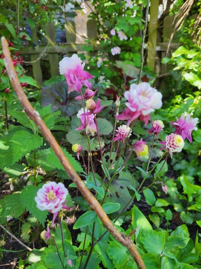 Zaden Akelei roze met wit, Verzenden, Volle zon