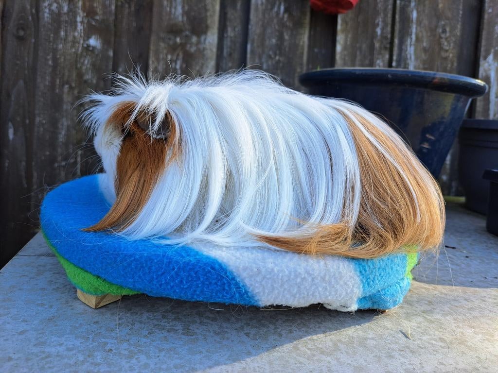 Cavia coronet beer., Dieren en Toebehoren, Maart, Mannelijk, Cavia