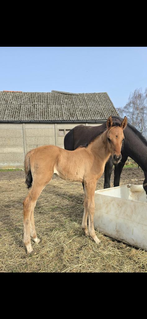 Quarab hengst bay dun, België, Particulier, 15 weken tot 1 jaar, Eén hond