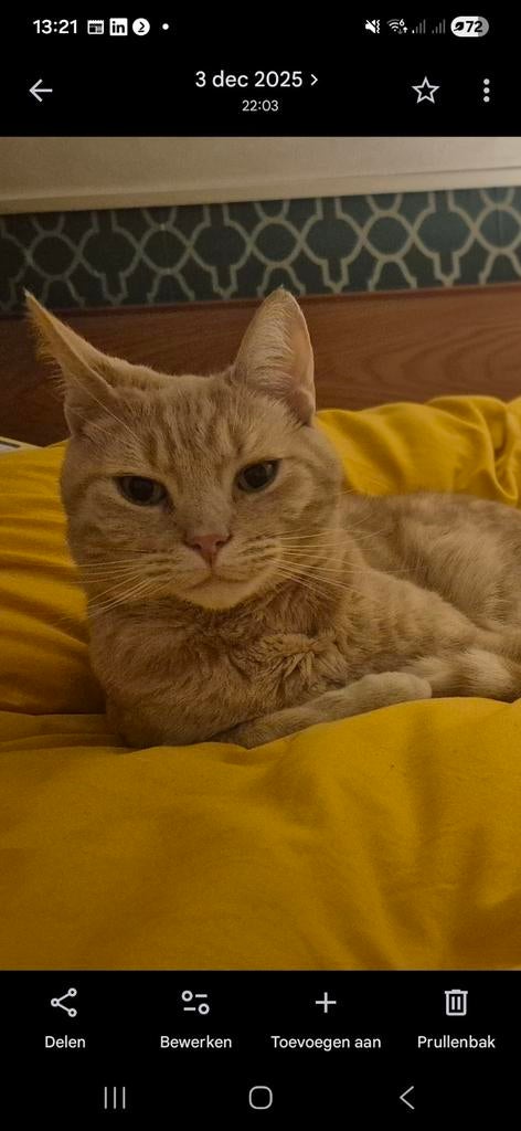 250euro beloning voor onze Manderijn, Kat