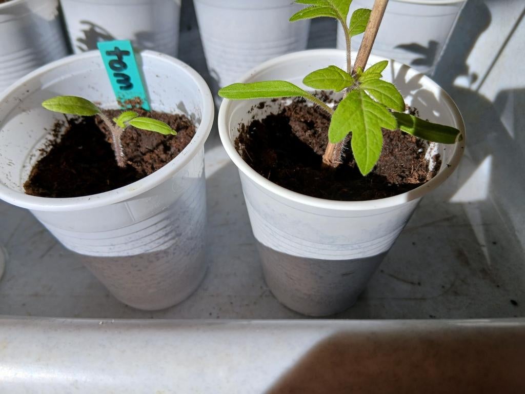 Biologische Hertz Feuer tomatenplantjes - Zelf gekweekt, Tuin en Terras, Planten | Tuinplanten, Ophalen, Volle zon, Groenteplanten