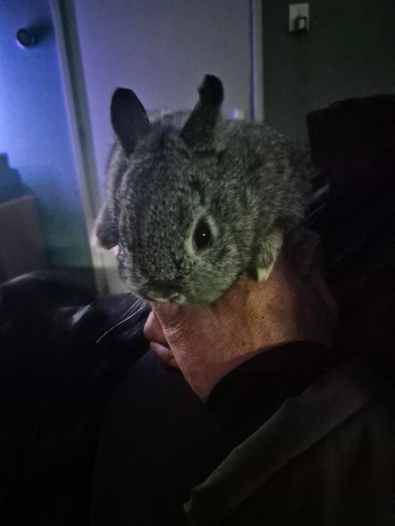 Dwerg konijn, Oktober, Vrouwelijk