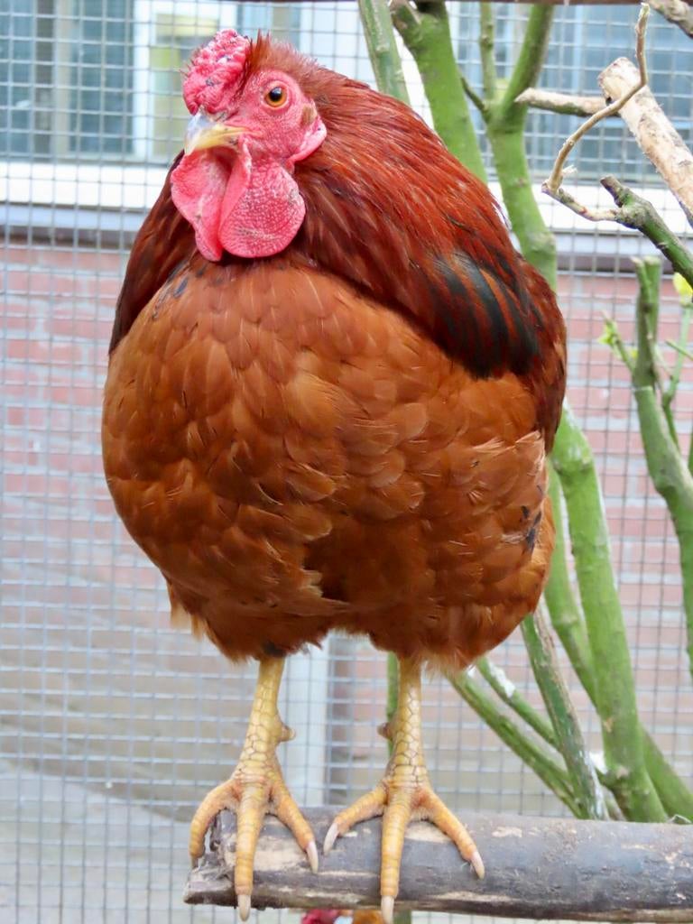 Chester, wyandotte haan, Dieren en Toebehoren, Mannelijk, Kip