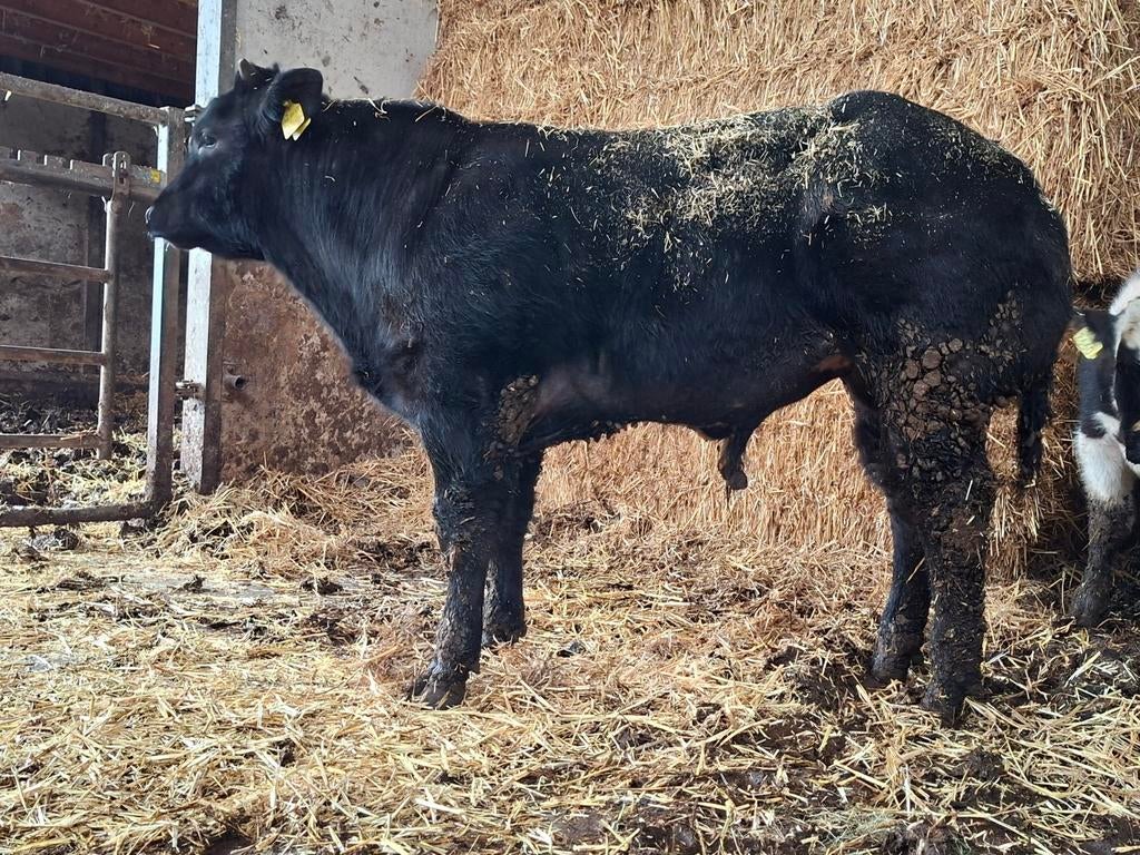 Belgische blauwe stieren en koeien met kalveren, Dieren en Toebehoren, Meerdere dieren