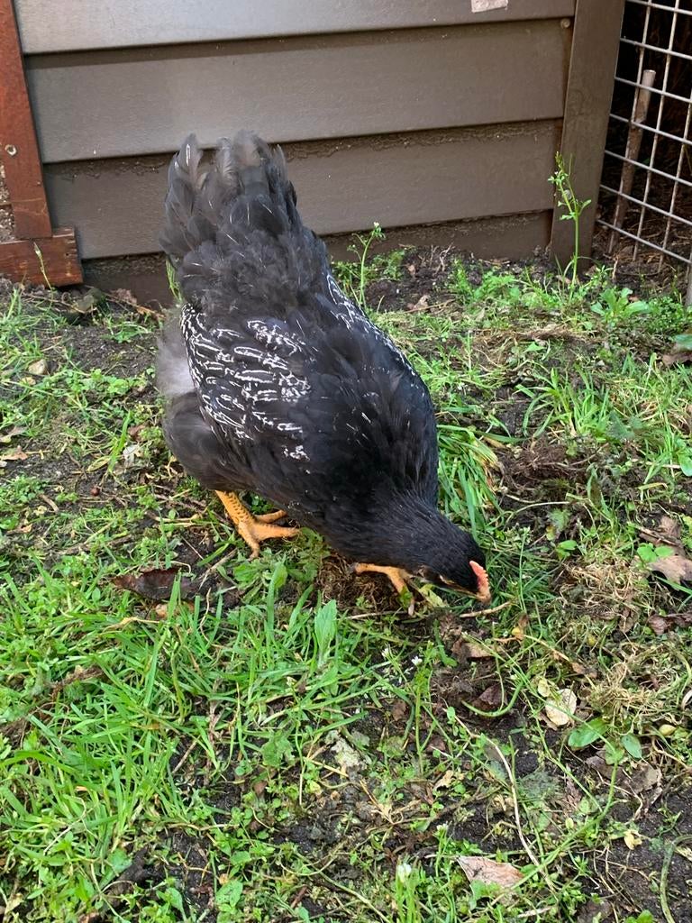 Barnevelder haan met dubbelgezoomde zilver-witte kleurslag, Dieren en Toebehoren, Pluimvee, Mannelijk, Kip