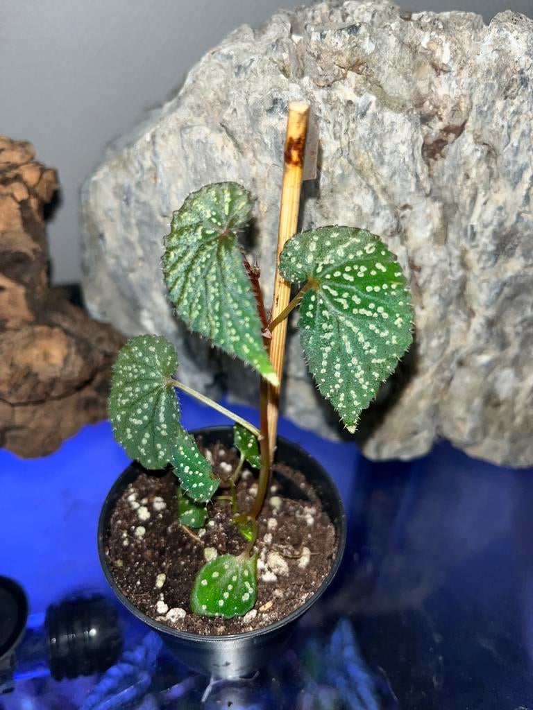 Begonia SP Kalimantan, Huis en Inrichting, Kamerplanten, Ophalen of Verzenden, Halfschaduw, Minder dan 100 cm